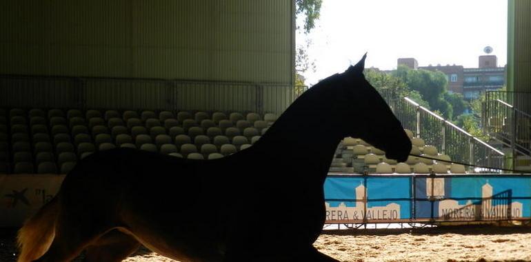 El caballo español galopa pese a la crisis