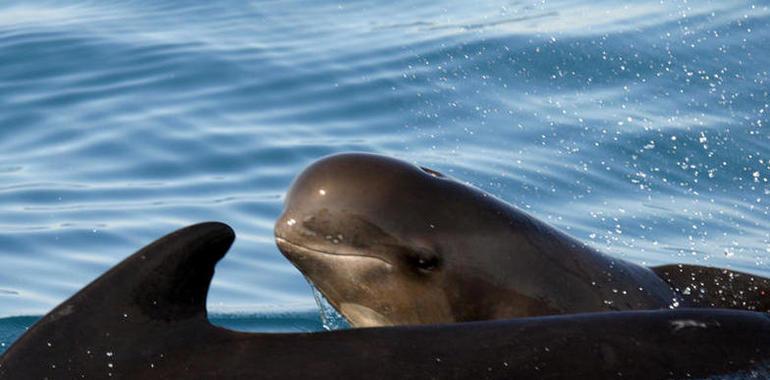 Las ballenas piloto nadan sincronizadas cuando sienten peligro