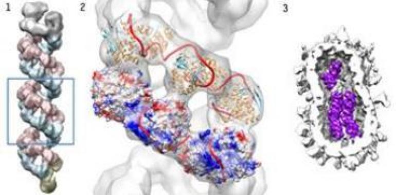 Descubren la estructura de la máquina de replicación del virus de la gripe A 