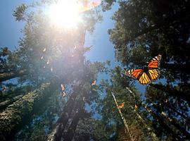 Comienza la temporada de visita a los Santuarios de la Mariposa Monarca