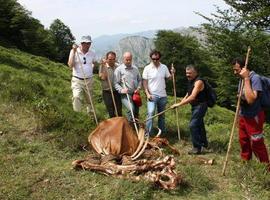 Campo pregunta sobre los controles del lobo y los de la caza en las zonas de seguridad 