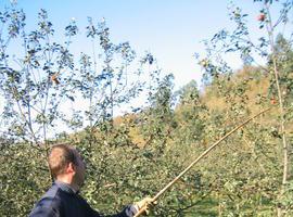 Sidra Trabanco prolongará hasta diciembre la cosecha de manzana en Asturias
