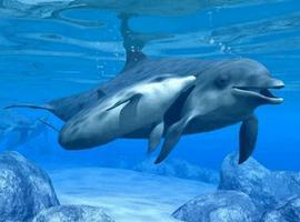 Avistamiento de cetaceos en el Santuario de Pelagos en el Mediterraneo