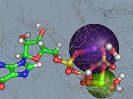 Secuenciado el genoma completo de una bacteria resistente a los antibióticos