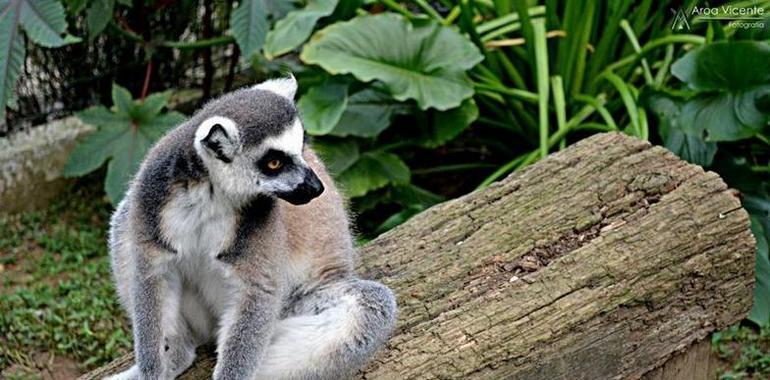 Últimos días para ver los lemures en el Zoo de Oviedo
