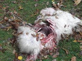 Un nuevo ataque de lobos en Piloña acaba con seis ovejas