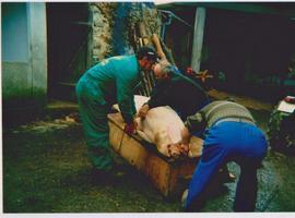 La matanza del cerdo