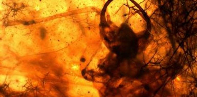 Una larva con síndrome de Diógenes de hace 110 millones de años
