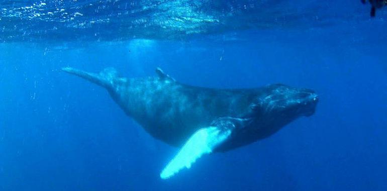 Arranca la Temporada de Avistamiento de Ballenas 2012-2013