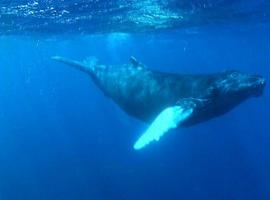 Arranca la Temporada de Avistamiento de Ballenas 2012-2013