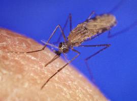 El mosquito de la malaria sirve de modelo para un nuevo fármaco anticoagulante