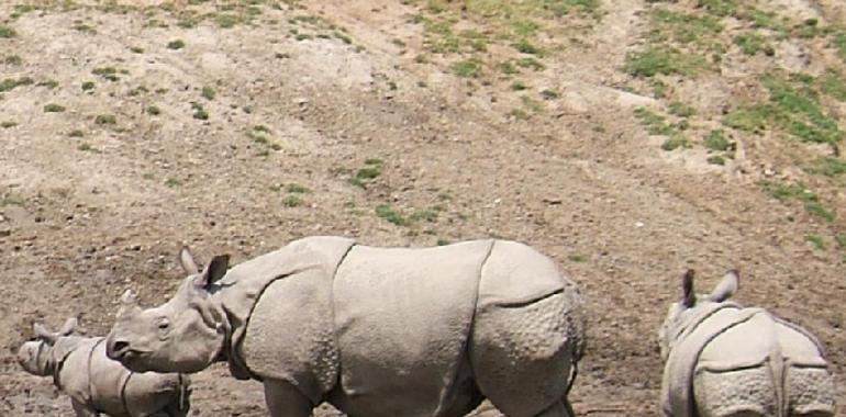 El tráfico ilegal de especies amenaza la seguridad internacional