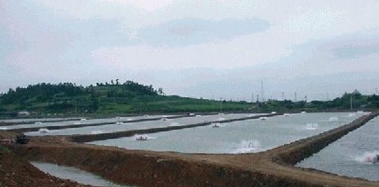 Langostinos tropicales, insolidarios y sospechosos