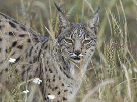 El lince ibérico posee un metabolismo híbrido de carnívoro y herbívoro 