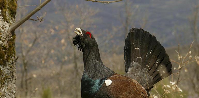 Mejoras en el habitat del urogallo cantábrico en el Parque Nacional de Picos de Europa