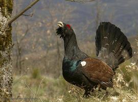 Mejoras en el habitat del urogallo cantábrico en el Parque Nacional de Picos de Europa
