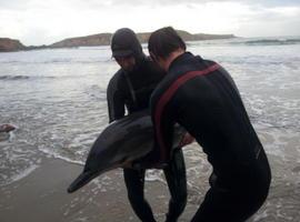 Espectacular rescate de un delfín listado en Santa Gadea, Tapia de Casariego