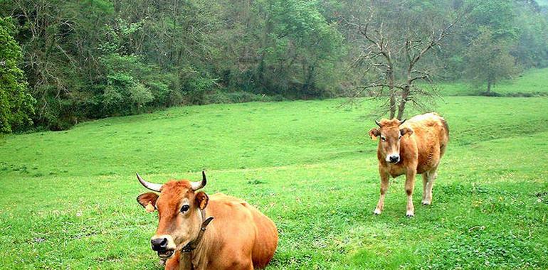 FORO plantea la reforma estructural del sector de la carne de vacuno en el Principado 