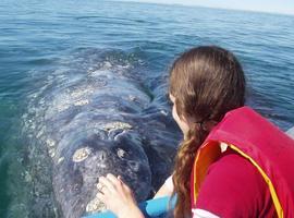  Avistamiento de cetaceos en San Diego, California