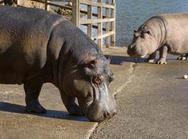 Kavango, el nuevo hipopótamo macho de Cabárceno, se ha unido al resto de la manada