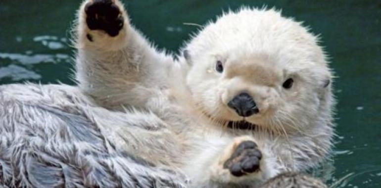 2013: en el umbral de registrar una masiva extinción de las especies de fauna marina