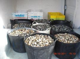 Decomisan más de 1,7 toneladas de pescado y marisco ilegales en Galicia
