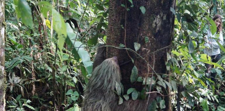 Oso perezoso rescatado en Fátima (Pastaza)