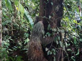 Oso perezoso rescatado en Fátima (Pastaza)