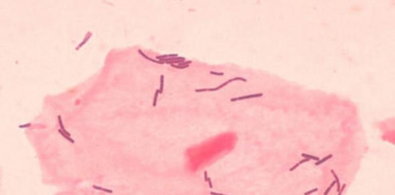 La leche materna contiene más de 700 bacterias