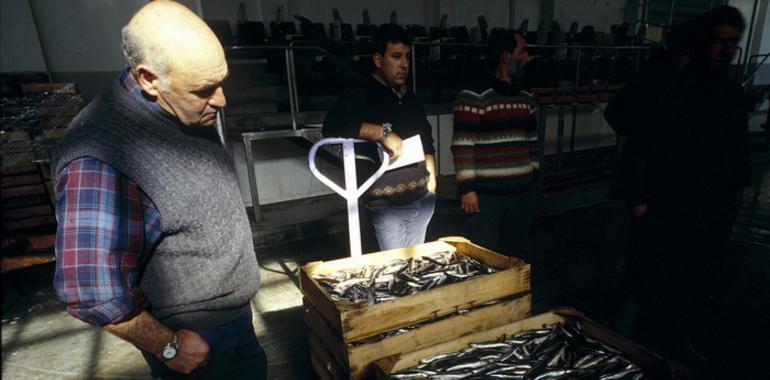 Se consolida la pesquería de la anchoa, lo que garantiza el suministro a la industria conservera 