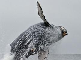 Avistamiento de cetaceos en San Juan Island 