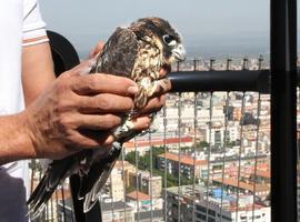 Madrid a vista de pájaro