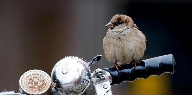 Las ‘aves de ciudad’ tienen el cerebro más grande 