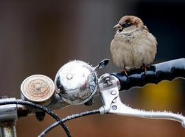 Las ‘aves de ciudad’ tienen el cerebro más grande 