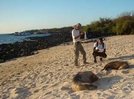 Se estabiliza la endémica población de lobos marinos en islas de Las Galápagos