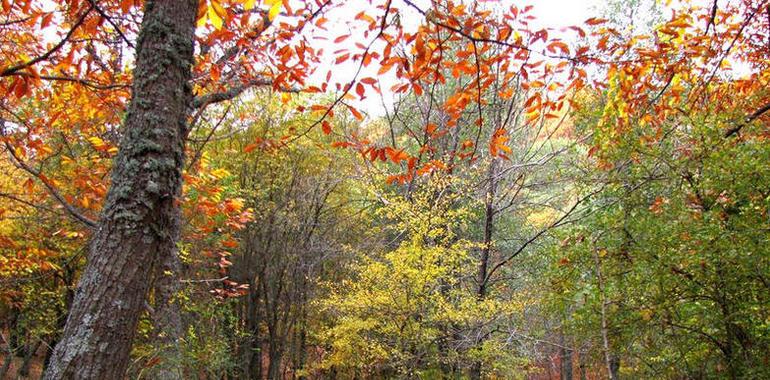 Campo: “El sector forestal es otro de los grandes perjudicados de la merma presupuestaria"