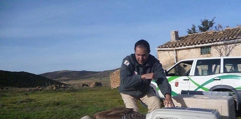 Cinco buitres leonados vuelven a su hábitat natural en Sierra de Mojantes 
