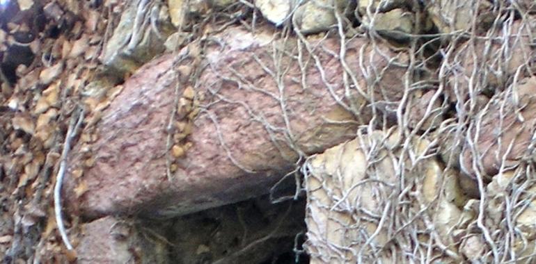 “Bocarón”: ¿una nueva figura del derecho consuetudinario asturiano