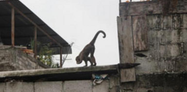 El Ministerio intenta capturar a un mono que roba la fruta a Doña Olga en Guayaquil