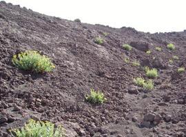 Las plantas que no se autopolinizan tienden a hibridarse con otras especies