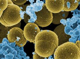 Descubierto el mecanismo de transferencia de genes virulentos entre bacterias