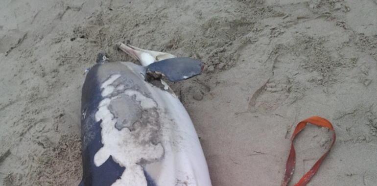 Cetáceos y quelonios prefieren Asturias para resguardarse...o morir