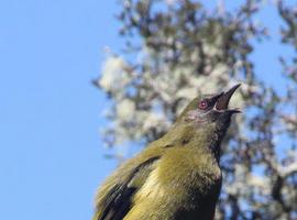 El mayor archivo de sonidos de animales ya está disponible gratis en internet 