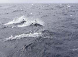 Jean-Pierre Dick (Virbac Paprec 3) y Alex Thomson (Hugo Boss) superan las calmas ecuatoriales