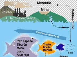 Prosiguen las alertas por mercurio en el pescado