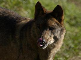 EQUO aplaude la Resolución del Juez que no permite matar lobos en los Picos de Europa