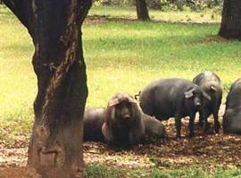 Se modifica la norma de calidad para la carne, el jamón, la paleta y la caña de lomo ibéricos