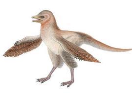 Un dinosaurio emplumado ofrece pistas sobre la evolución de las aves