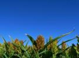 Investiga la producción de bioetanol a partir de sorgo dulce
