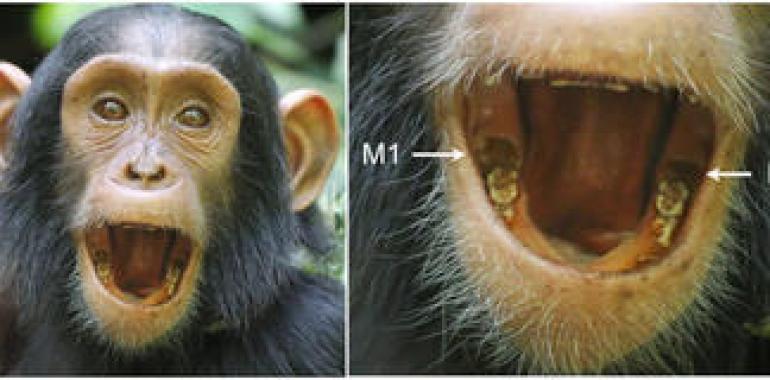 Los chimpancés siguen mamando cuando les aparecen los dientes permanentes 